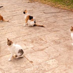 『猫たちの集会』にまつわるヒミツ3つ　なぜ集まってくるの？考えられる目的とは