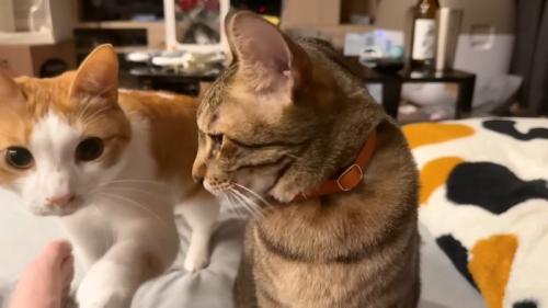 ティガーくんとチップくん