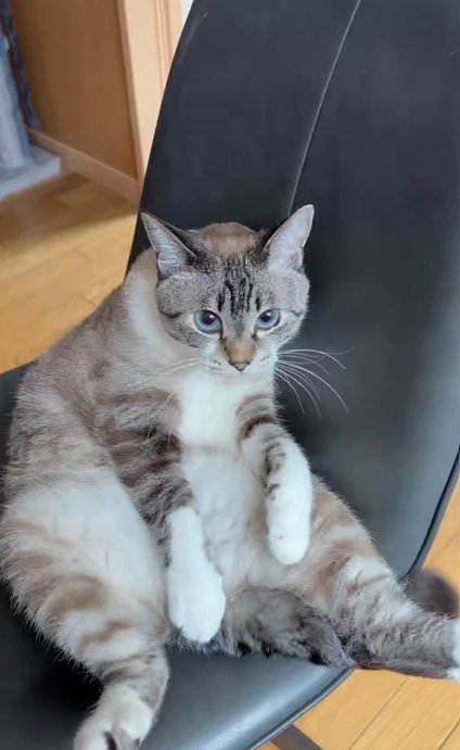 椅子に座る猫