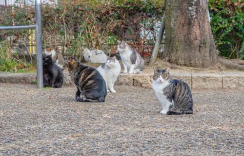 猫たちの集会