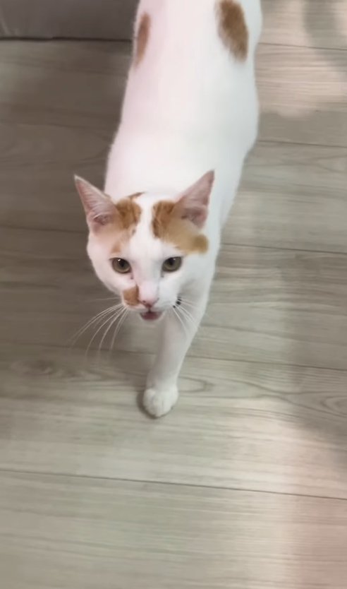 口を開けて歩いているカメラ目線の猫