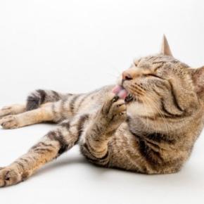 猫が『自分の体を舐め続ける』ときに考えられる原因3つ　病気やストレスの可能性から適切な対処法まで