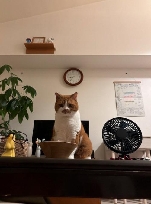 テーブルの上から飼い主を見守る猫