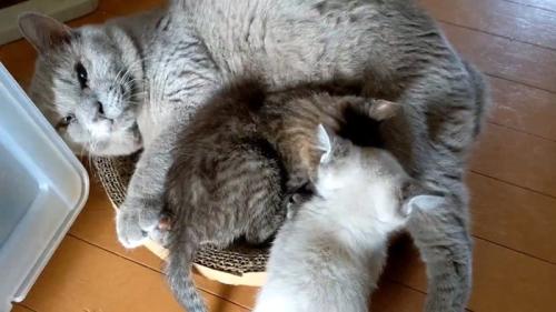 横になる成猫とそばにいる子猫
