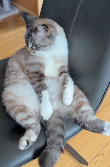 ぼんやり座り続ける猫