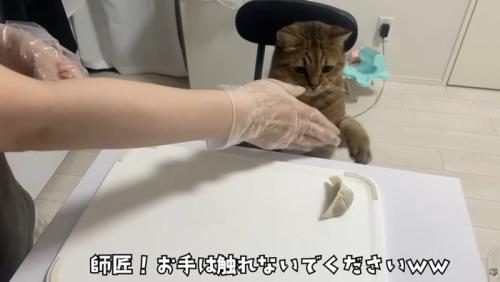 机の上の餃子に手を伸ばす猫を制す女性