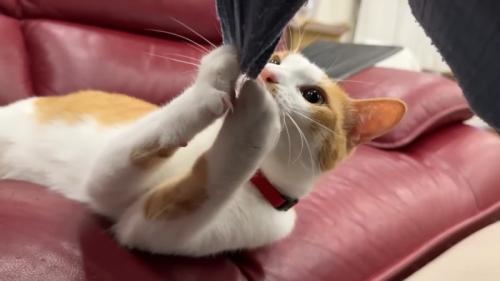 引っ張るチップくん