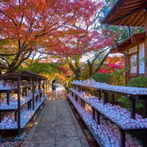 猫好きにはたまらない『猫にまつわる聖地』8選　猫島や神社など魅力あふれる名所をご紹介