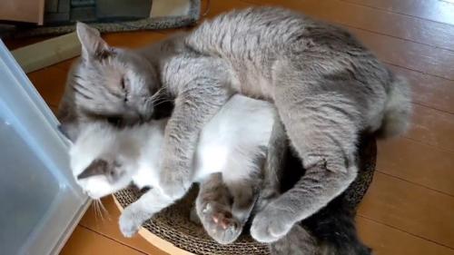 子猫を抱きしめる成猫