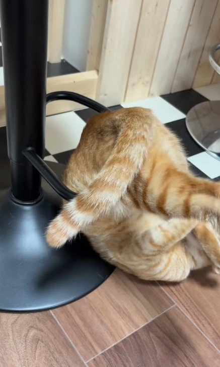 輪っかをくぐったあとの猫