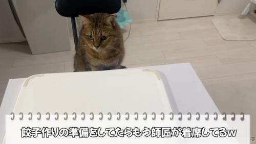 椅子に座っている猫