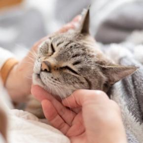 猫があなたに『体を預けたがる』ときの理由4選　信頼されている証？考えられる心理とは