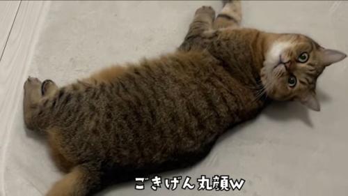 丸顔でリラックスするみにら君