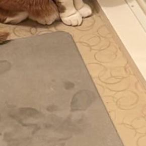 お風呂から出た飼い主→浴室の方を見たら、猫が…思わず声をかけたくなる『健気な光景』に８万いいね「忠犬ならぬ忠猫」「中に誰かいる？」