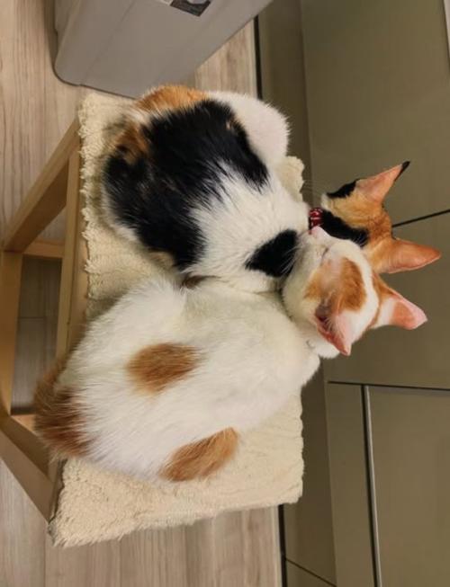 寄り添って寝ている2匹の猫の後ろ姿