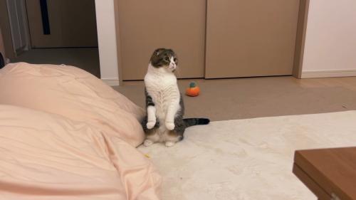 スコ立ち
