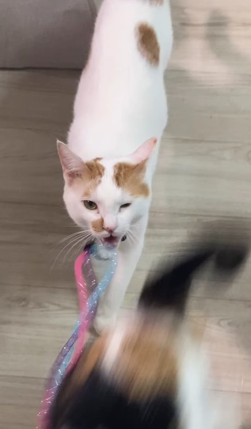 おもちゃから口を離している猫とブレた猫のお尻