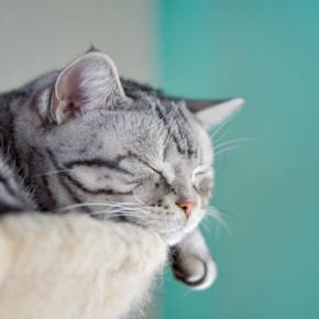 猫が『寝不足』に陥ってしまう原因4つ　病気が隠れている可能性も？対処法まで解説