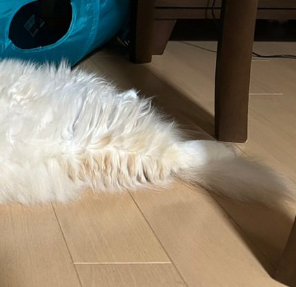 猫のしっぽ