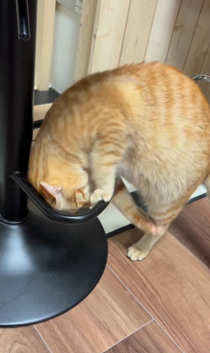 輪っかに頭を入れる猫