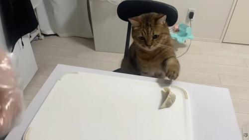 椅子に座り机の上の餃子に手を伸ばす猫