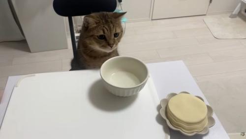 椅子に座っている猫