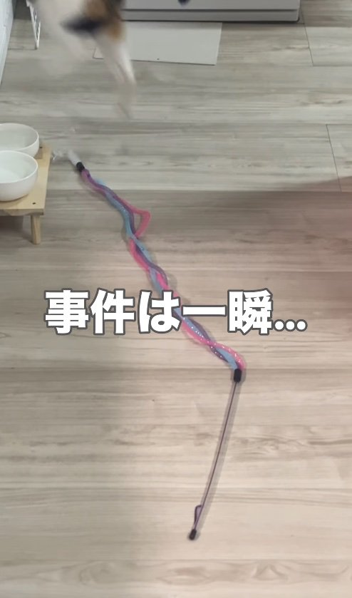 おもちゃの近くでジャンプしている猫の足