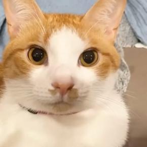 くつろいでいた猫、飼い主が隣に座ると…可愛らしい『おしゃべりの様子』が17万再生「何言ってるか気になる」「言葉を理解してそう」