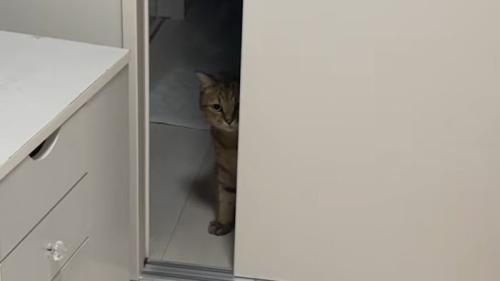陰から見つめるみにら君