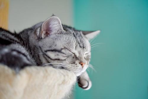 キャットタワーの上で眠っている猫
