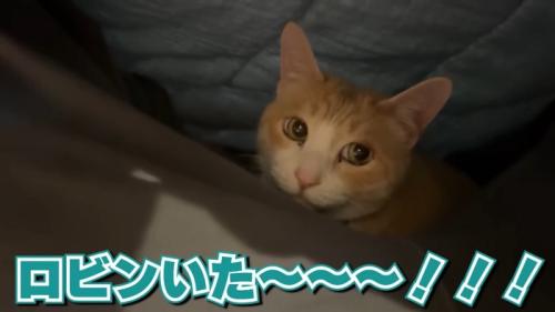布団の中のロビンくん