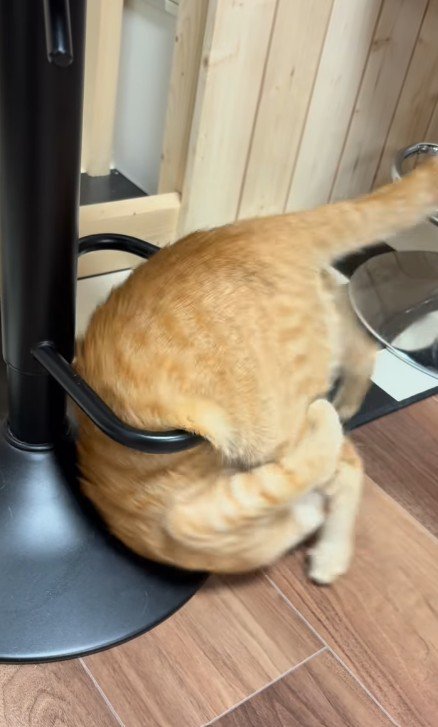 輪っかをくぐる猫