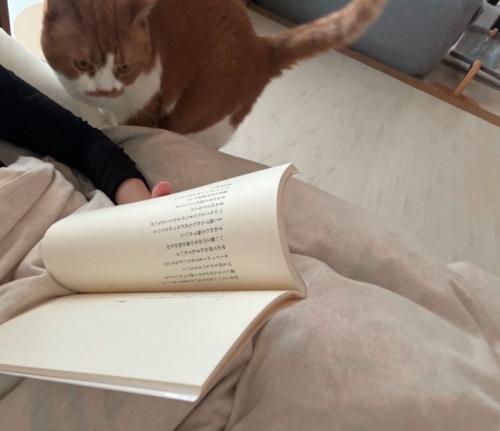 ベッドの上に飛び乗る猫