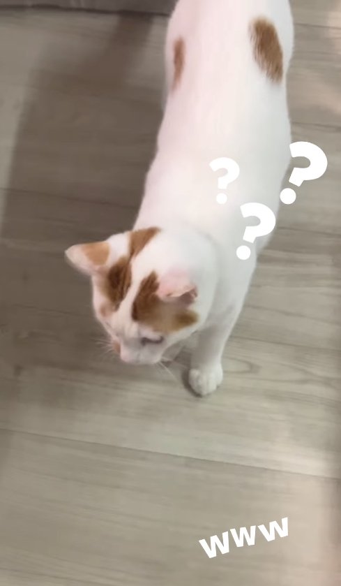 フローリングの上に立っている猫「？？？」