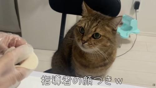 椅子に座っている猫