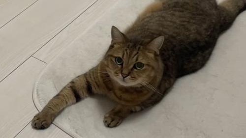 丸顔のみにら君