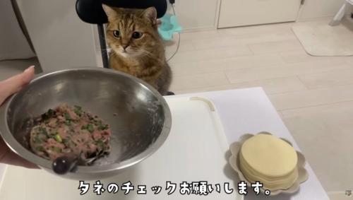 椅子に座っている猫