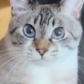 雨が続いていた日、『椅子に座る猫』を見ると…やる気の無さそうな『しっぽの動き』に３万いいね「かわいいｗ」「めっちゃ癒された」
