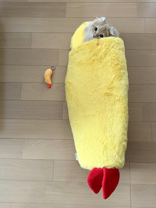エビフライに入る猫