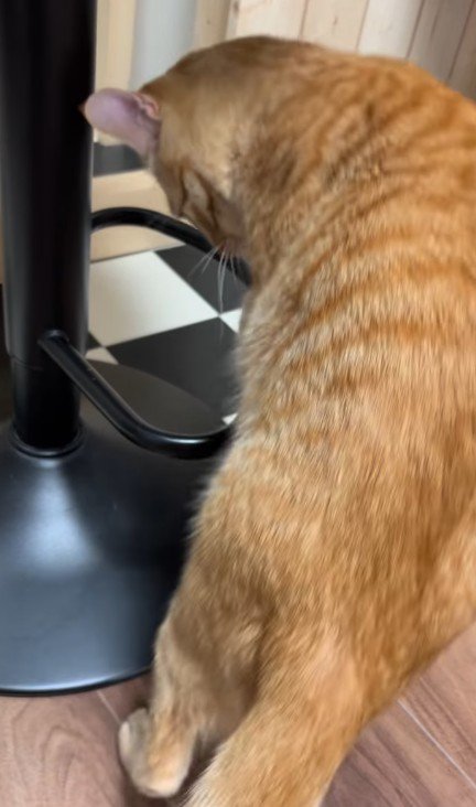 輪っかをつかむ猫