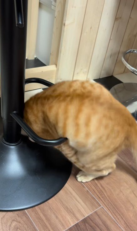 輪っかをくぐる猫