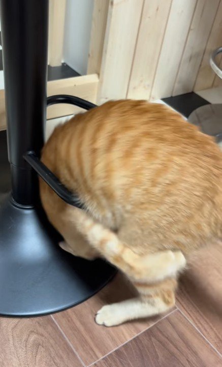 輪っかをくぐる猫