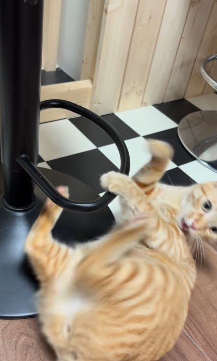 輪っかをくぐったあとの猫