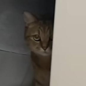 『掃除機が大嫌いな猫』→掃除機をかけようとすると…可愛すぎるリアクションに癒される人が続出「察知してんの凄い」「すごい不満そうｗ」