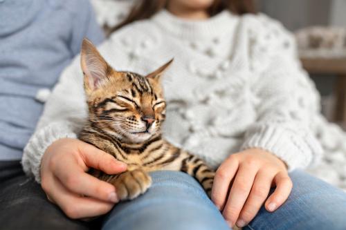 子供の膝にのる猫
