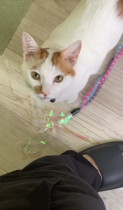 足元におもちゃを置いてカメラを見つめる猫