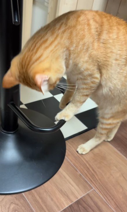 輪っかをつかむ猫
