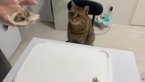 椅子に座っている猫
