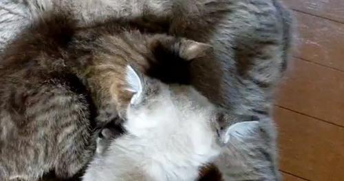 横になる成猫とそばにいる子猫