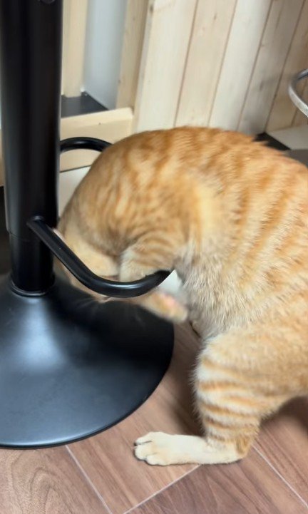 輪っかをくぐる猫
